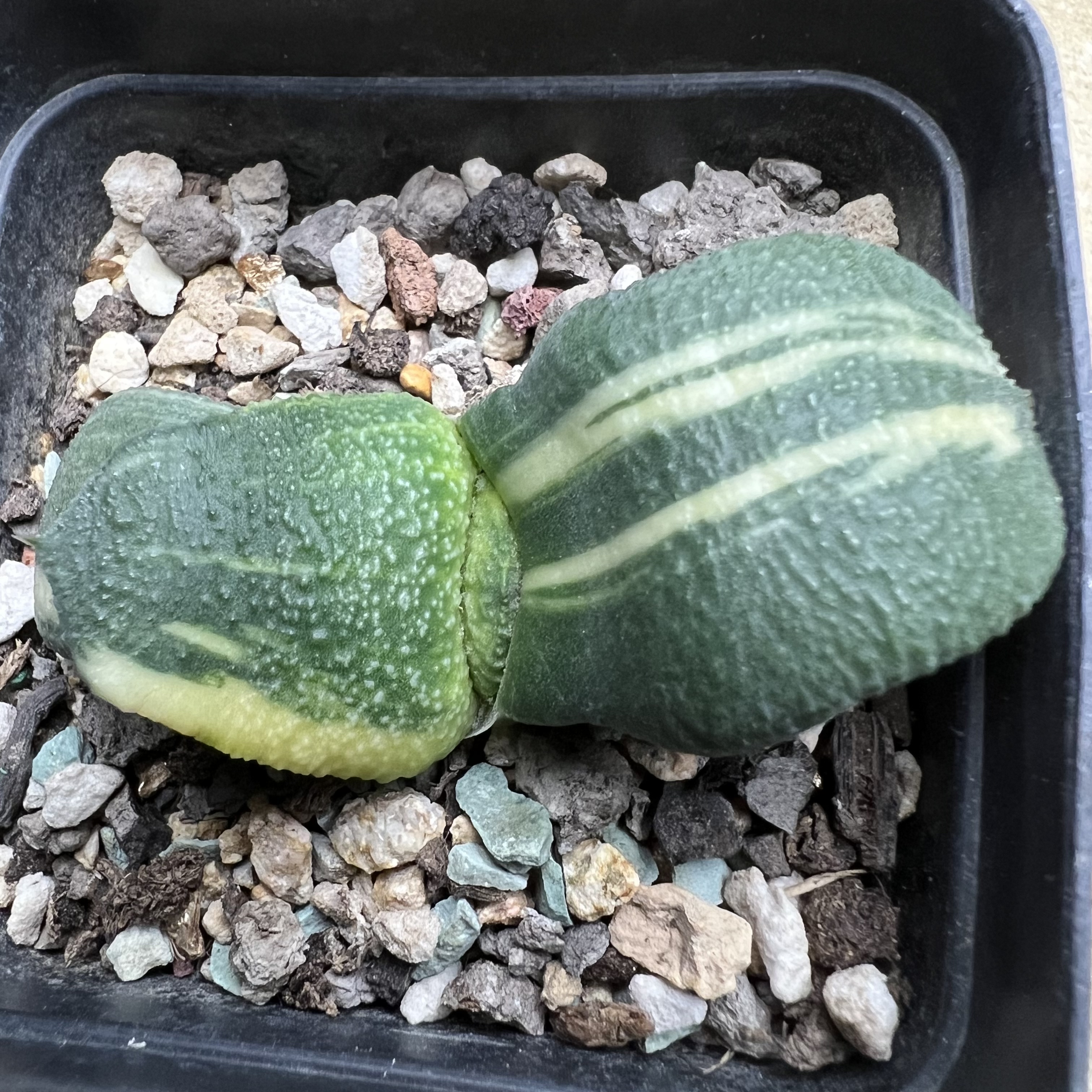 卧牛锦实生防辐射仙人球块根多肉植物绿植盆栽花卉龙舌兰