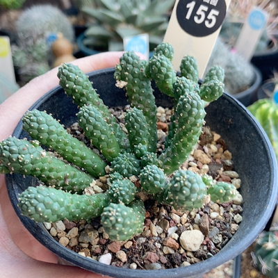 25实生阎魔大戟一颗