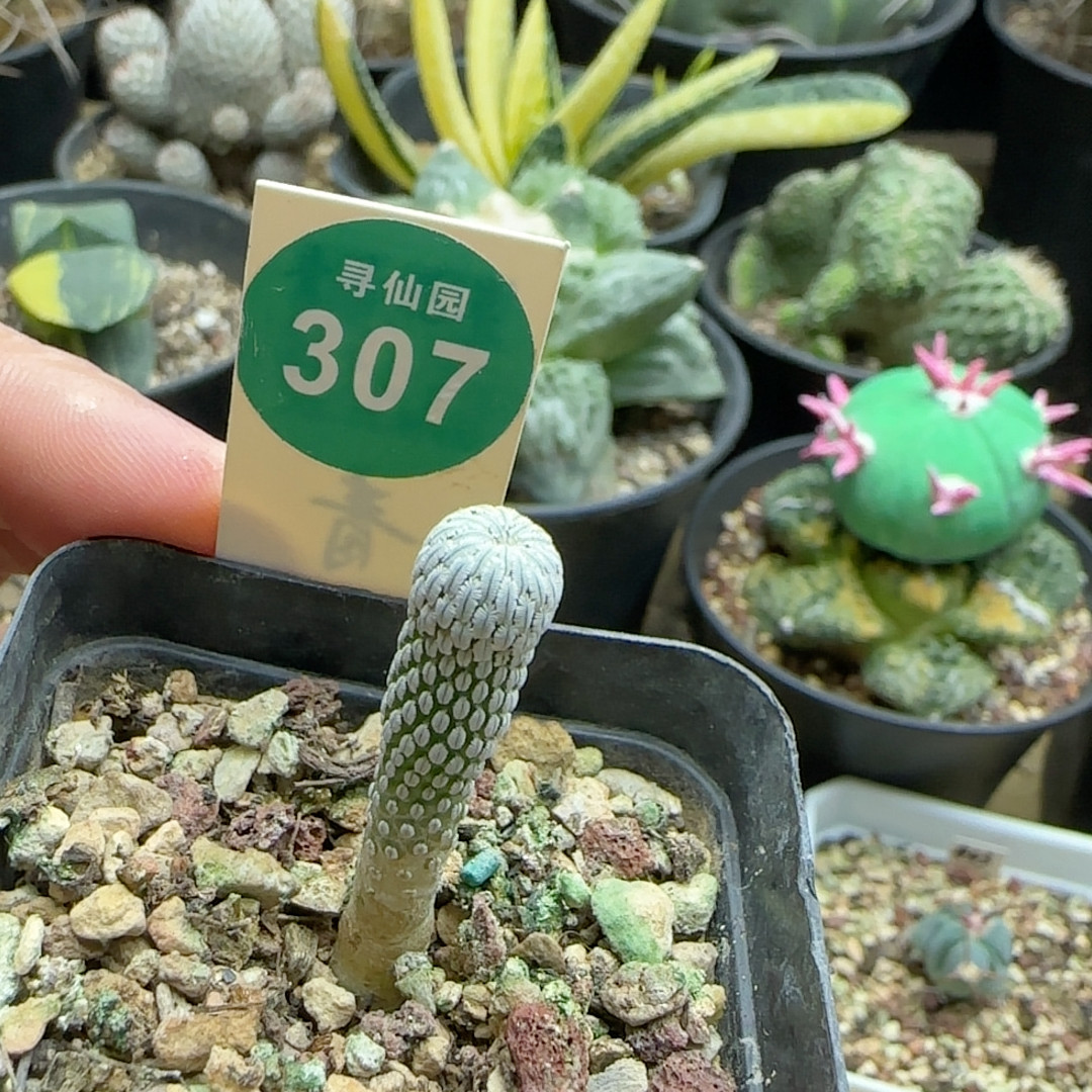 精qiao丸实生0.7厘米
