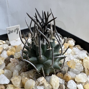 日系长直刺升龙丸娇丽实生防辐射仙人球块根多肉植物绿植盆栽花卉