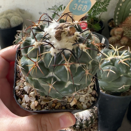 24实生顶花钢钉6.7cm