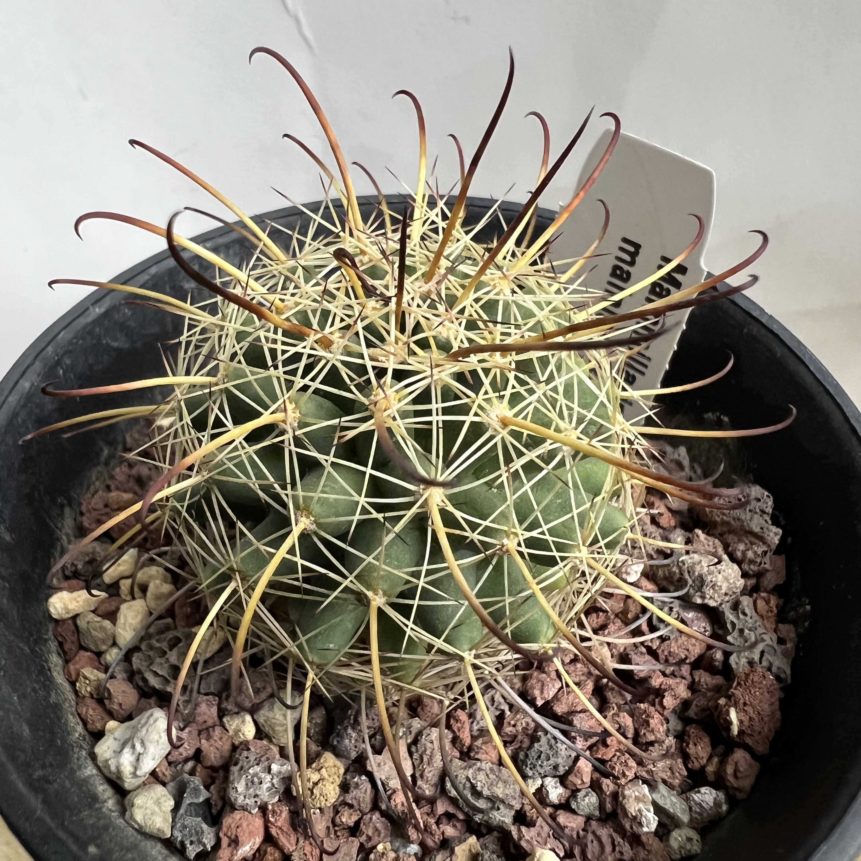 旋勾刺球实生防辐射仙人球块根多肉植物绿植盆栽花卉龙舌兰