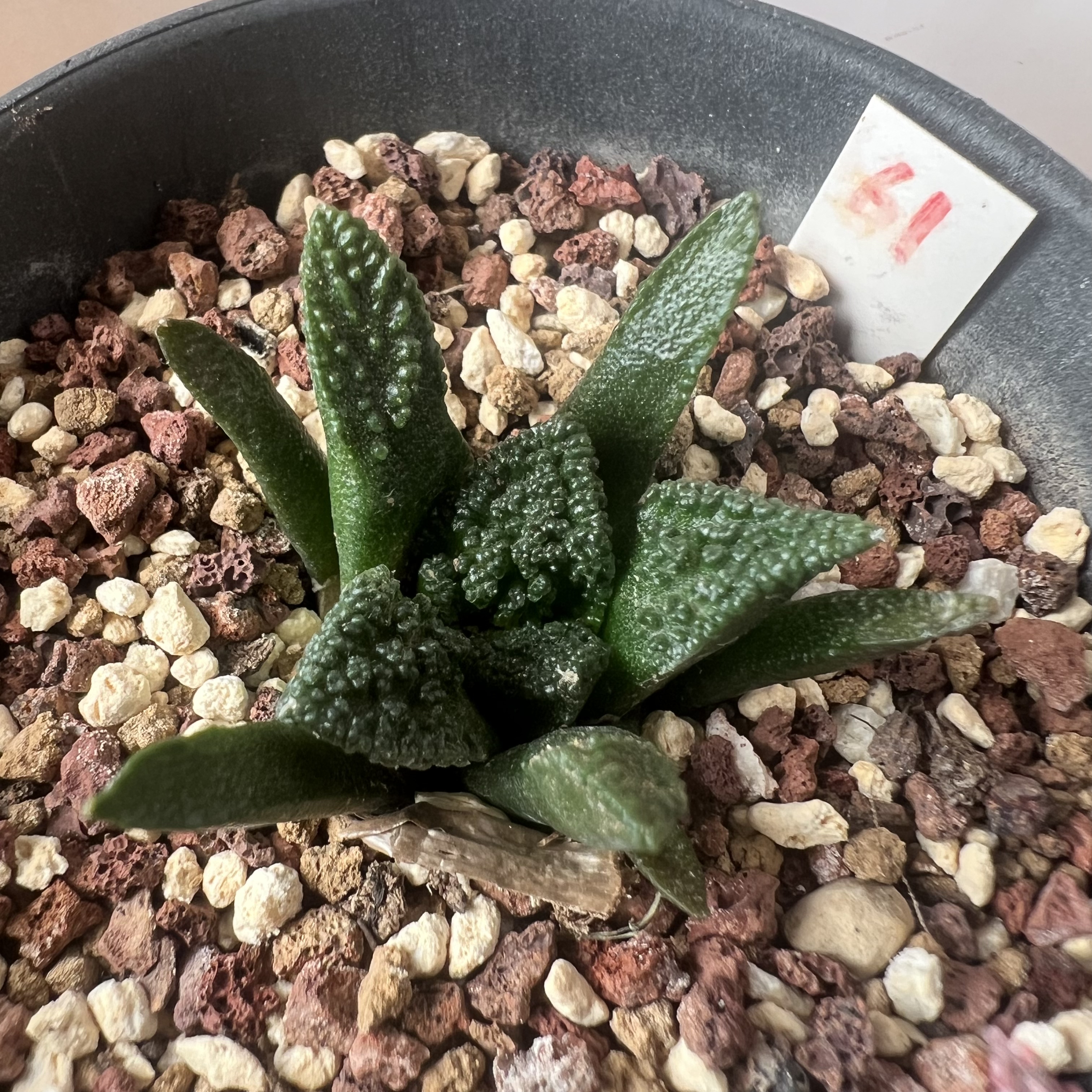 哥斯拉牡丹实生防辐射仙人球块根多肉植物绿植盆栽龙舌兰