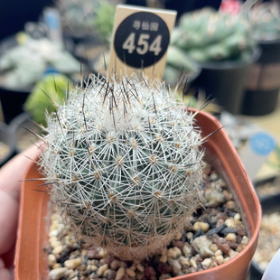 22实生母本白狼玉4.3cm