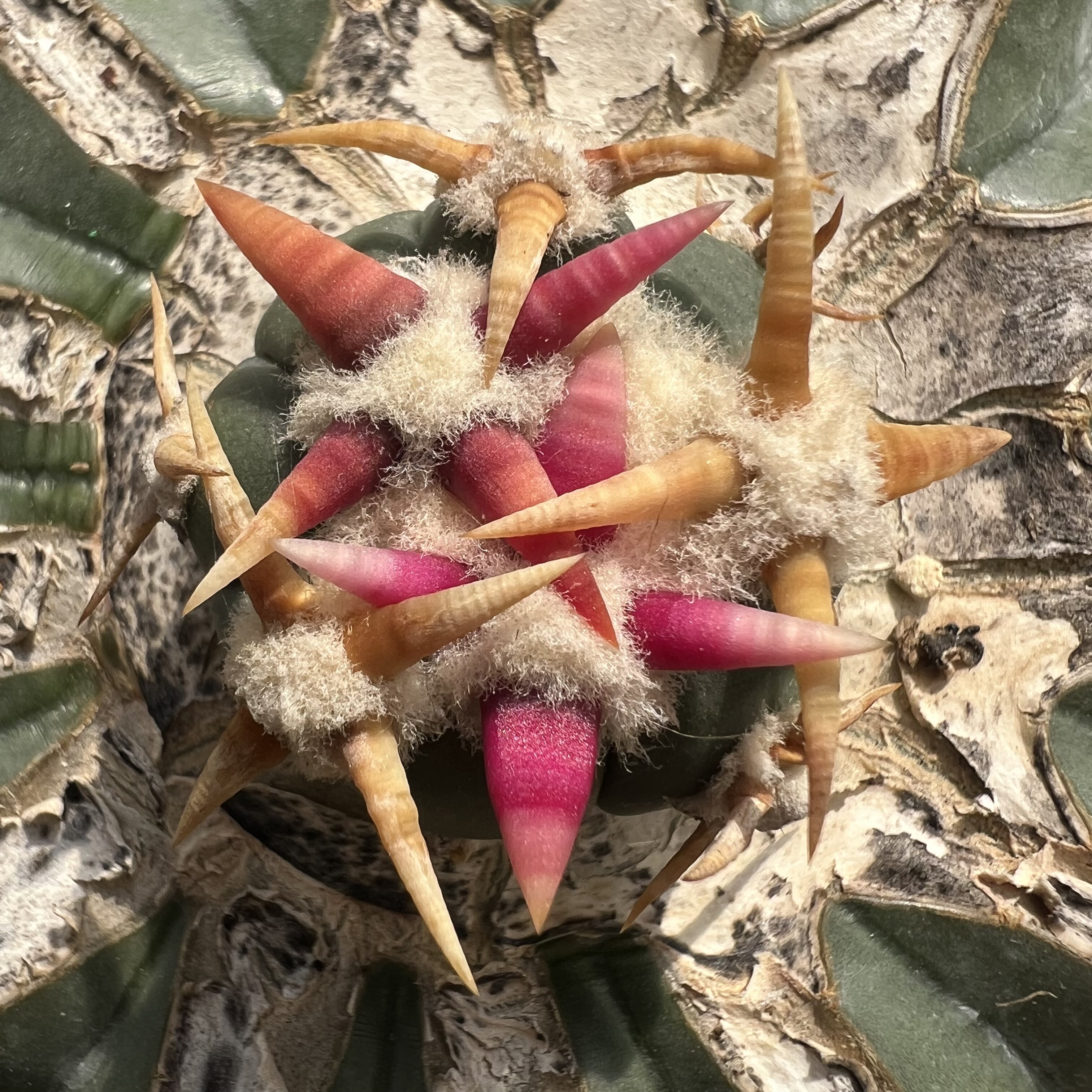 特选短粗刺翠平丸老巨鹫玉嫁接仙人球块根多肉植物绿植盆栽花卉