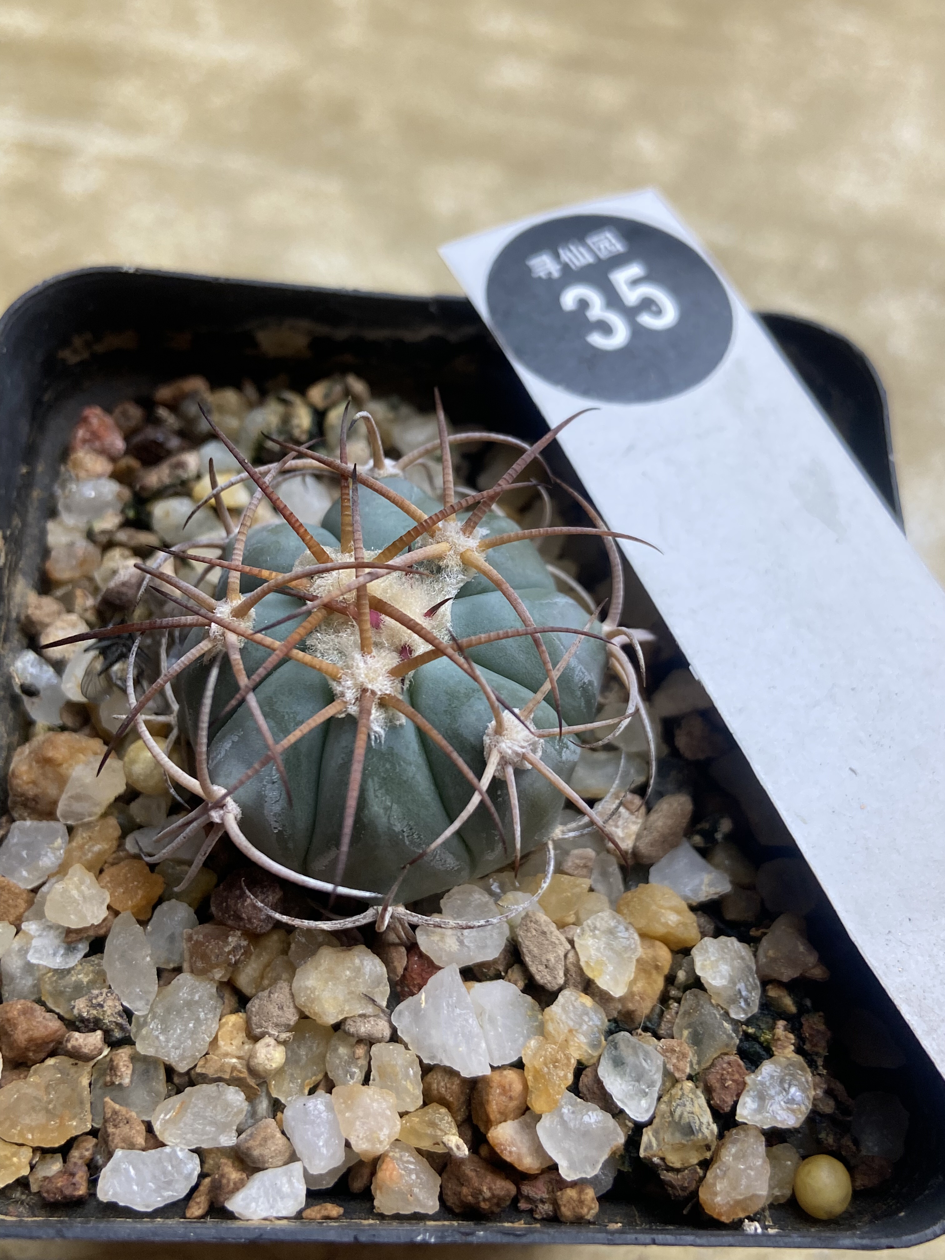 29实生狂刺平丸一颗3.1cm