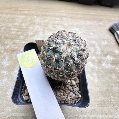 28实生伊莎贝拉娇丽3.9cm