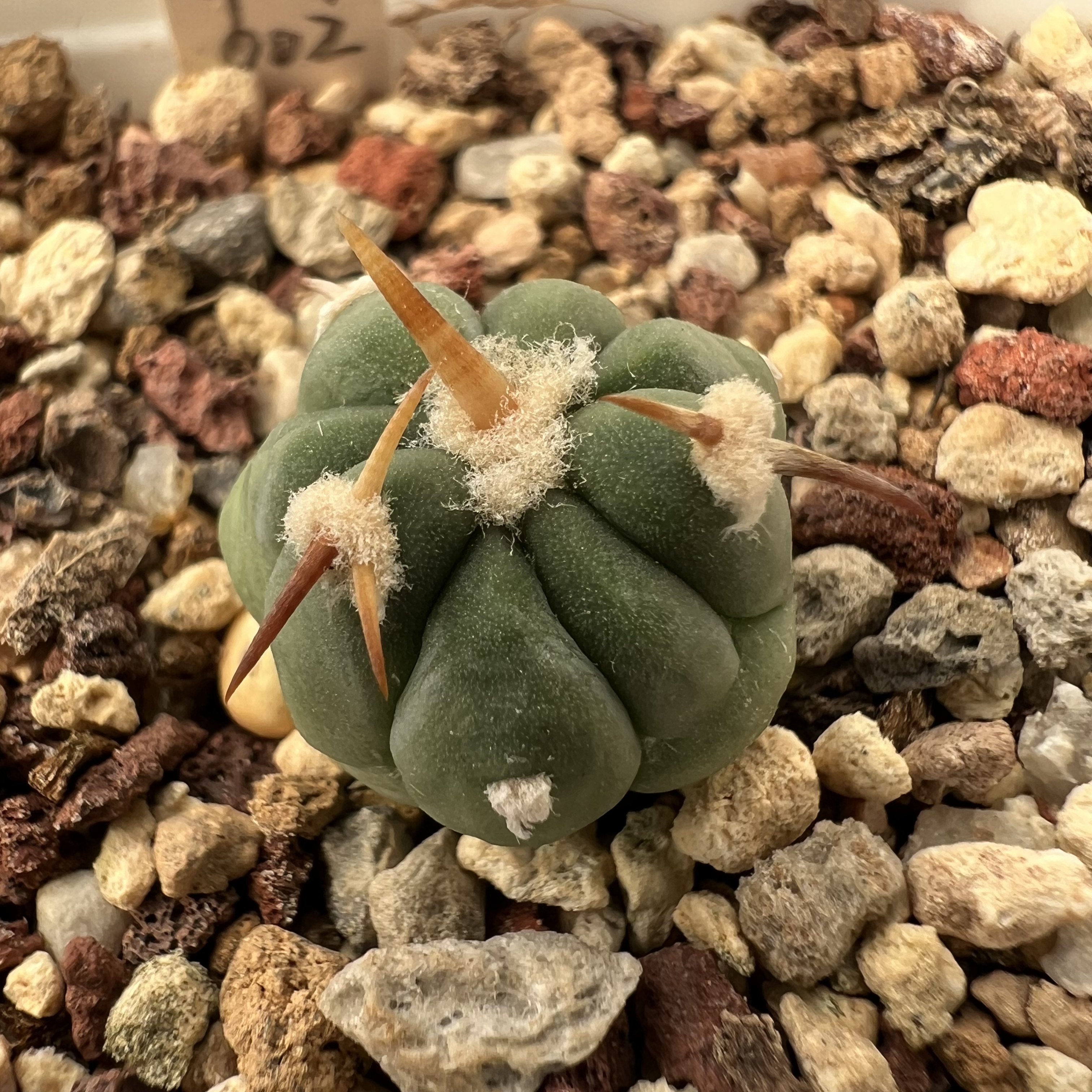 短豪刺翠平丸实生仙人球块根多肉植物绿植盆栽花卉龙舌兰