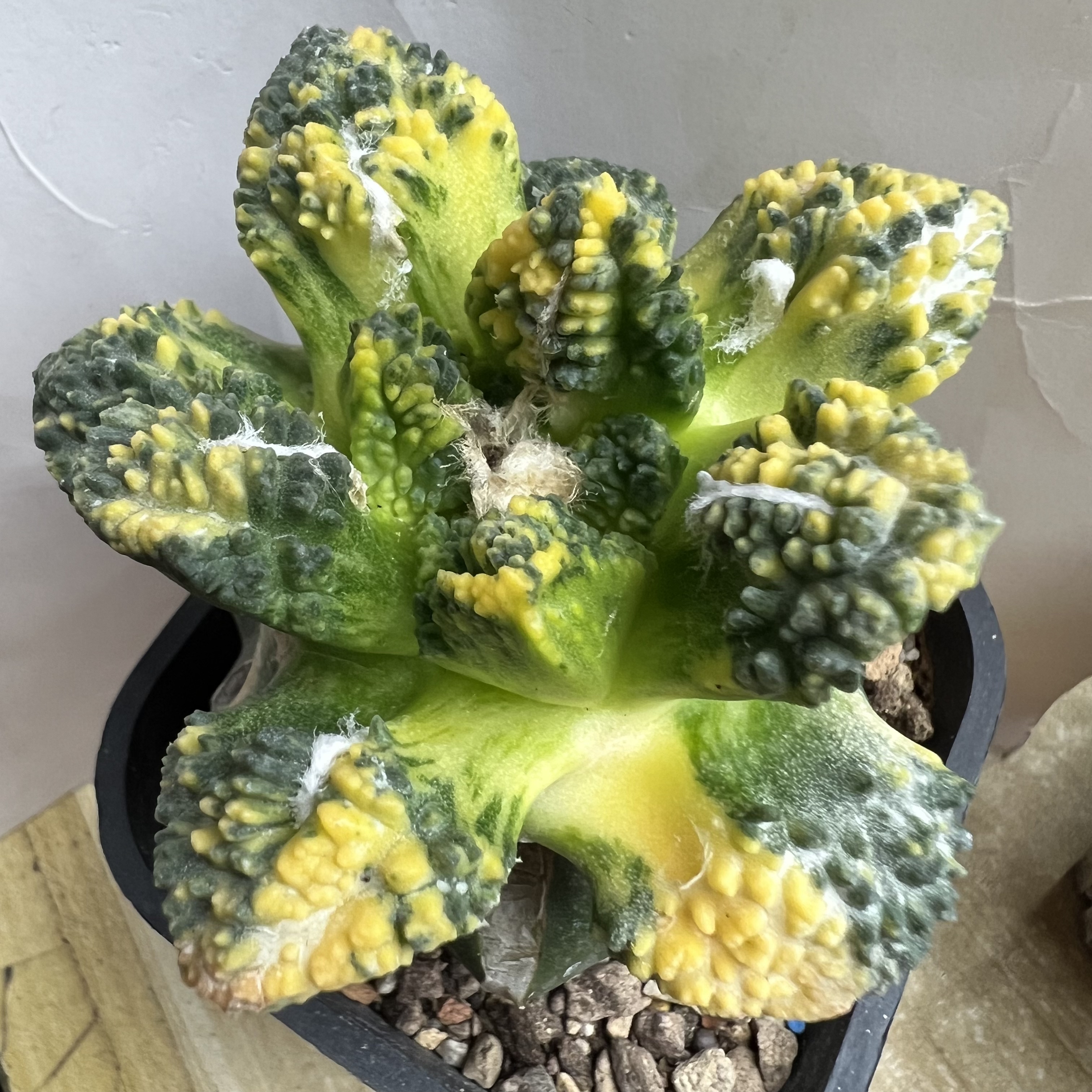 辛顿龟甲牡丹散斑锦嫁接防辐射仙人球块根多肉植物绿植盆栽