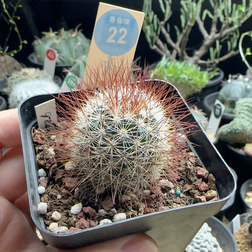 30实生红狂刺马库斯3.4cm