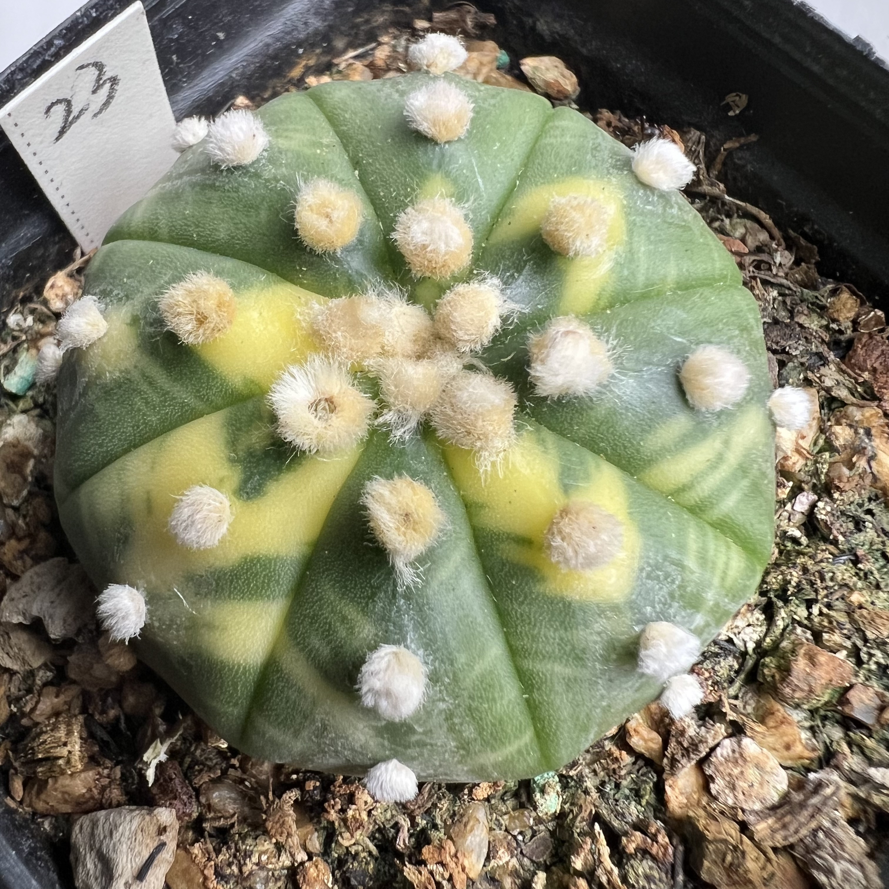 高绒兜锦实生防辐射仙人球块根多肉植物绿植盆栽花卉