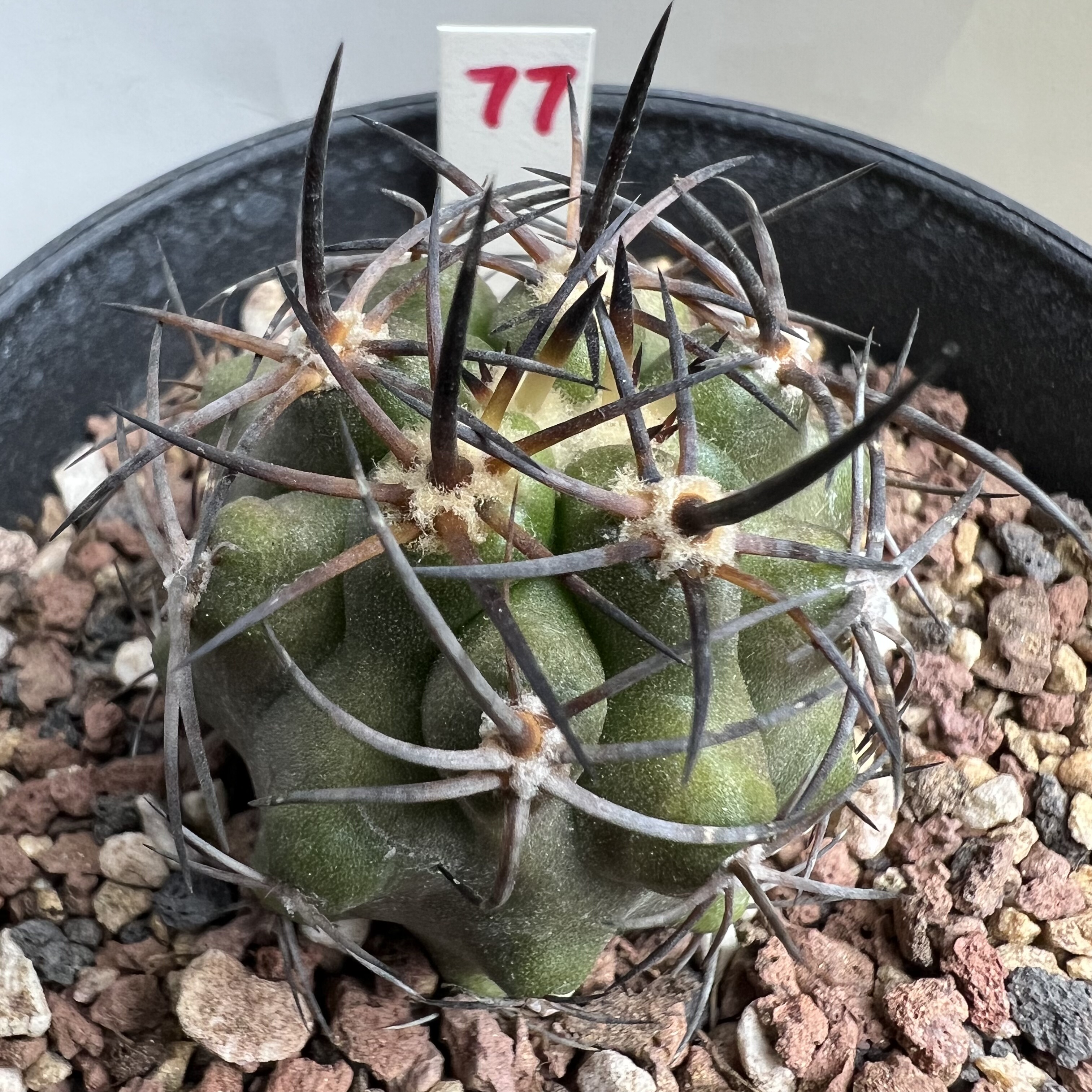 杜拉丸稀有龙爪实生仙人球块根多肉植物绿植盆栽花卉