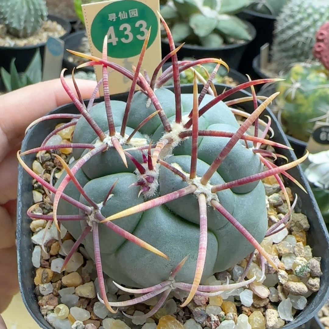 21绯冠龙实生5.8厘米