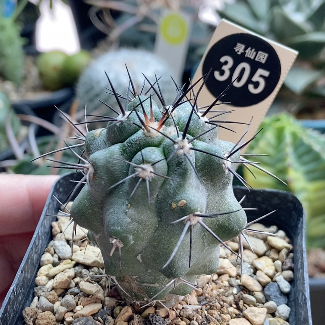 29实生上腊狂刺龙爪球有雀斑4cm