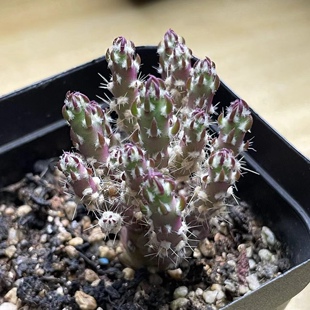 登龙团扇仙人球块根多肉植物绿植盆栽花卉卧牛龙舌兰