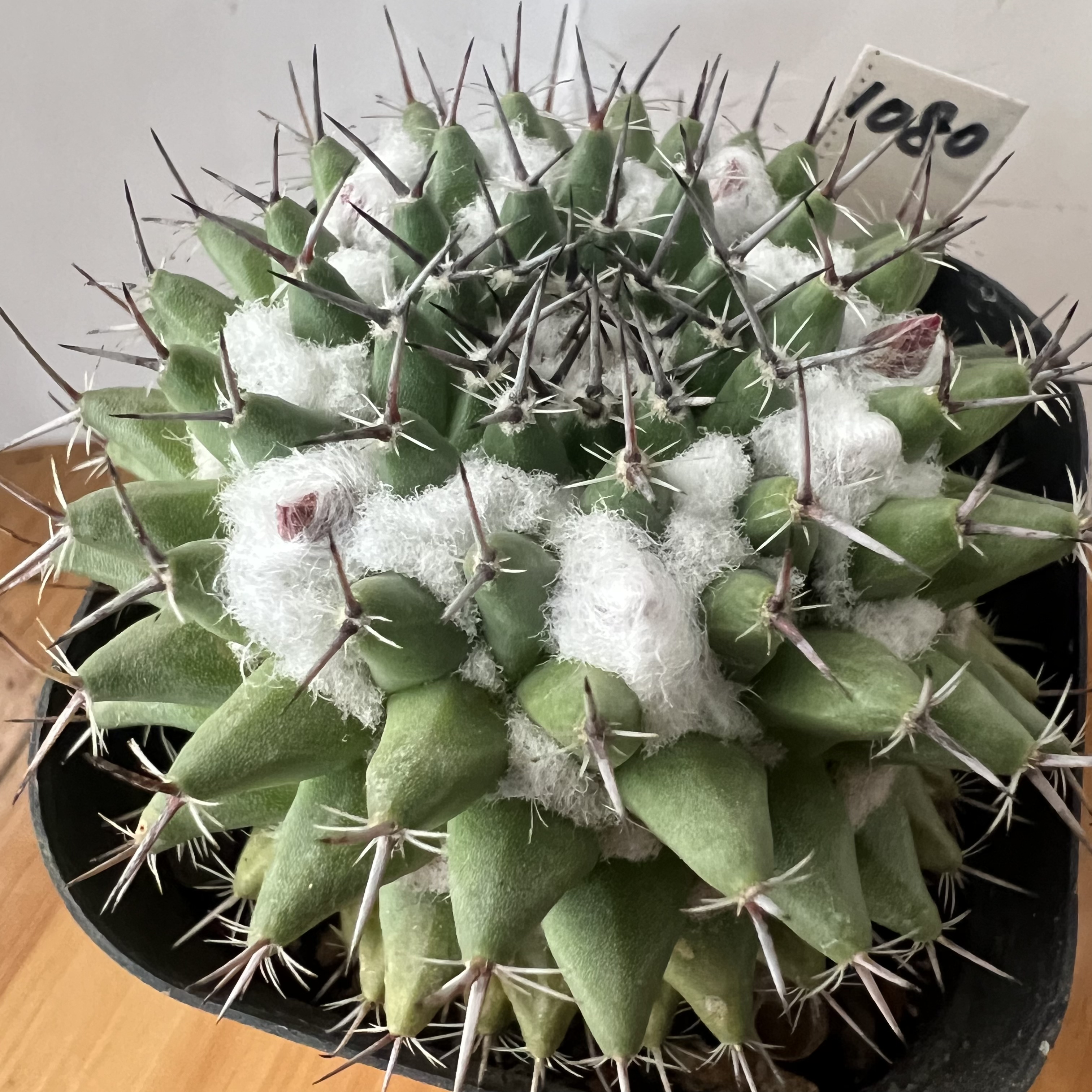 爆毛影清丸防辐射仙人球块根多肉植物绿植盆栽花卉卧牛