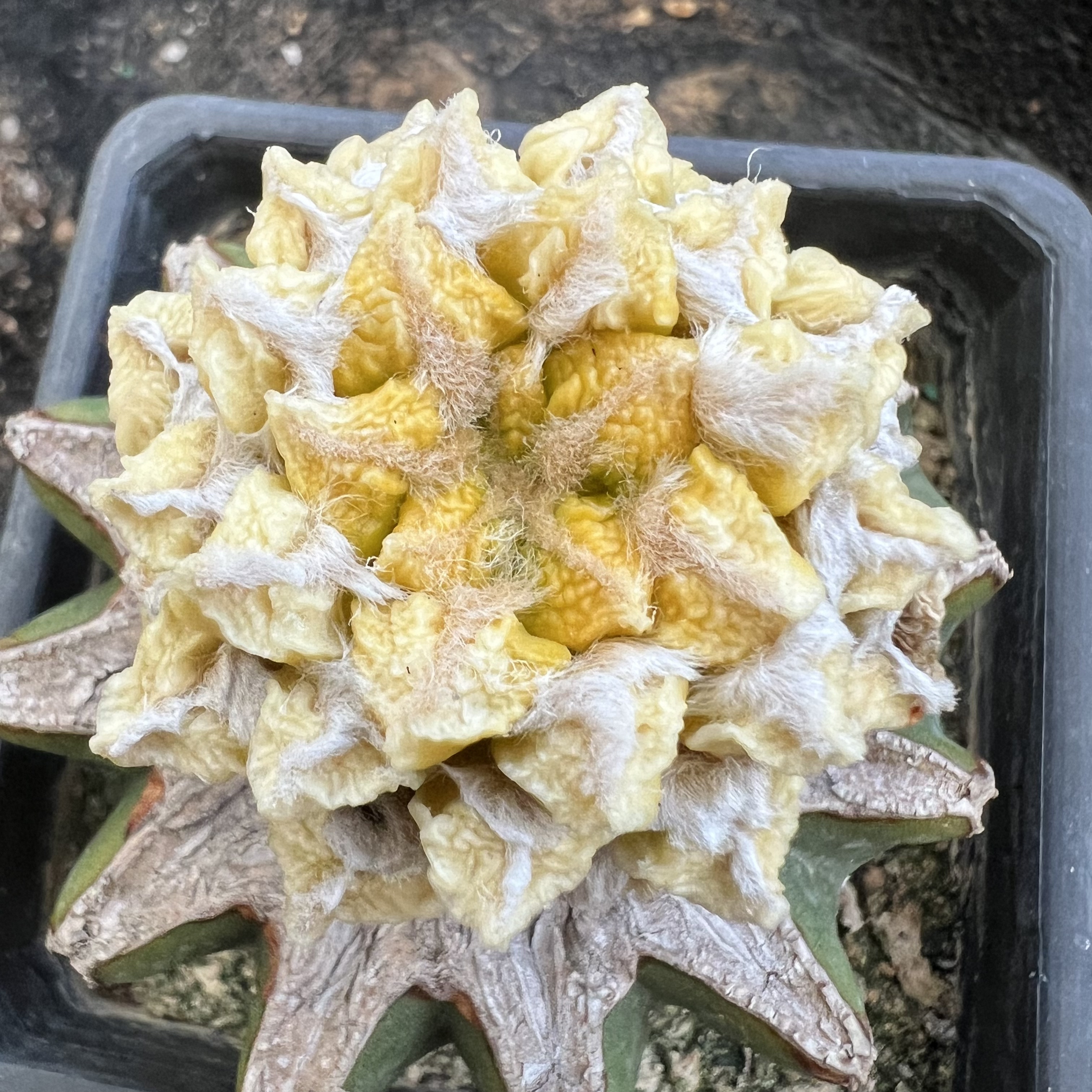 多毛黑牡丹锦嫁接防辐射仙人球块根多肉植物绿植盆栽花卉