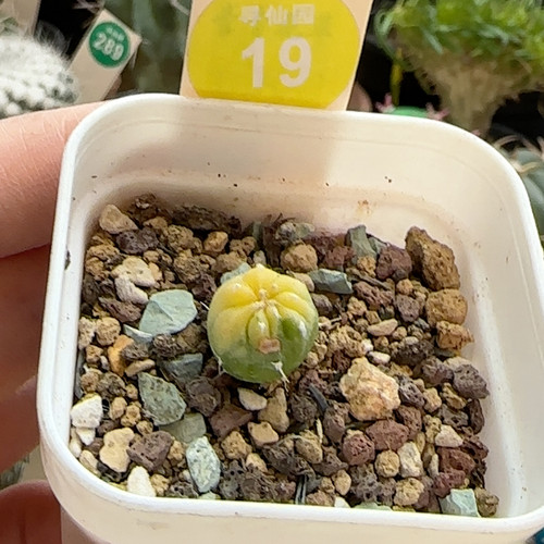30实生兜锦一颗有斑