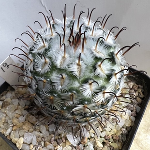 曲刺佩雷实生防辐射仙人球块根多肉植物绿植盆栽花卉