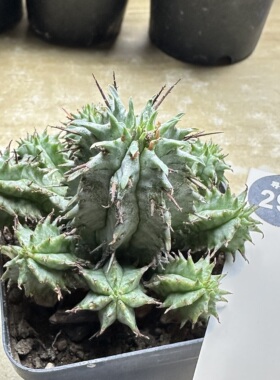 11实生白衣魁伟玉群7.2cm