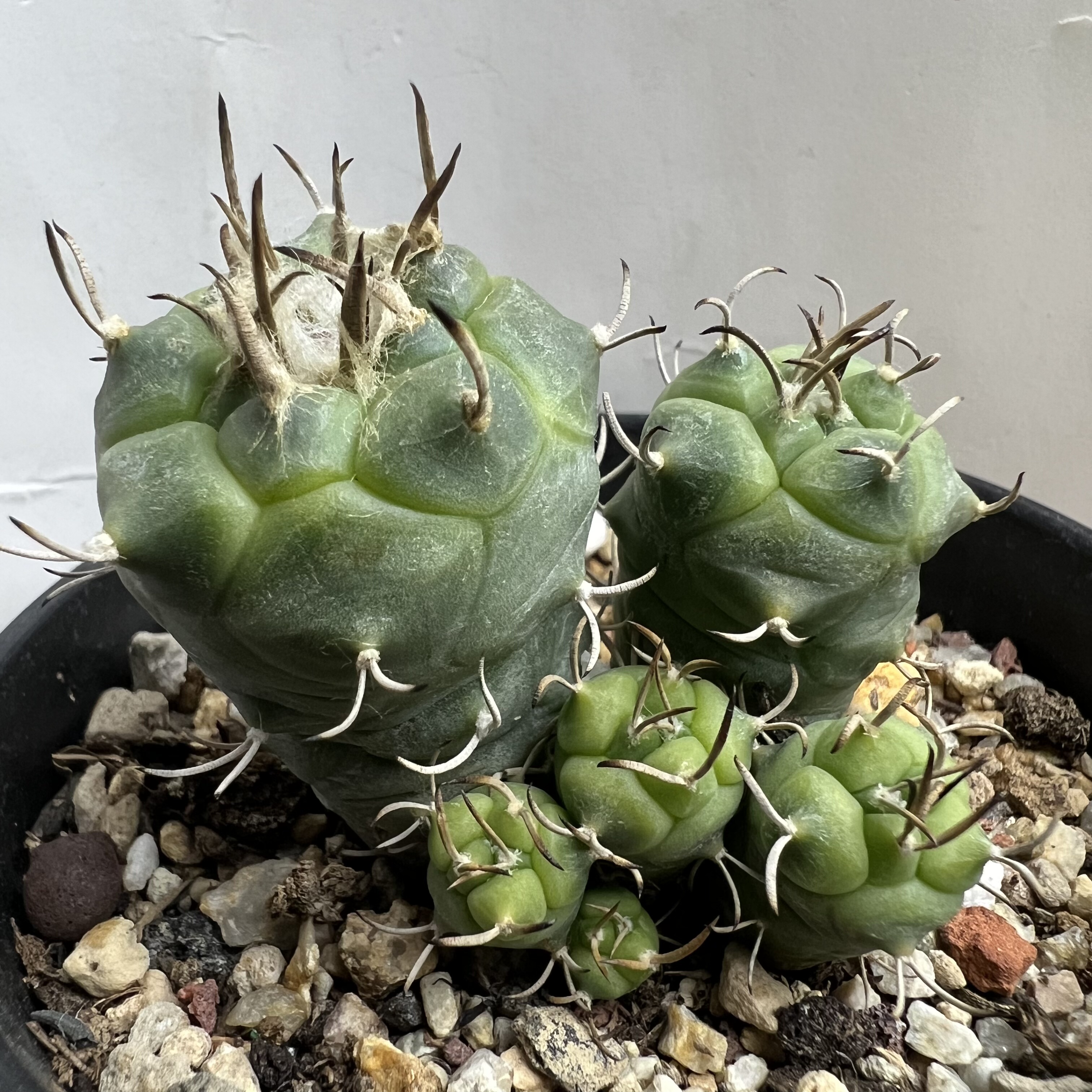 离城丸娇丽群实生防辐射仙人球块根多肉植物绿植盆栽花卉
