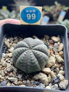 24实生神玉布纹球3.3cm