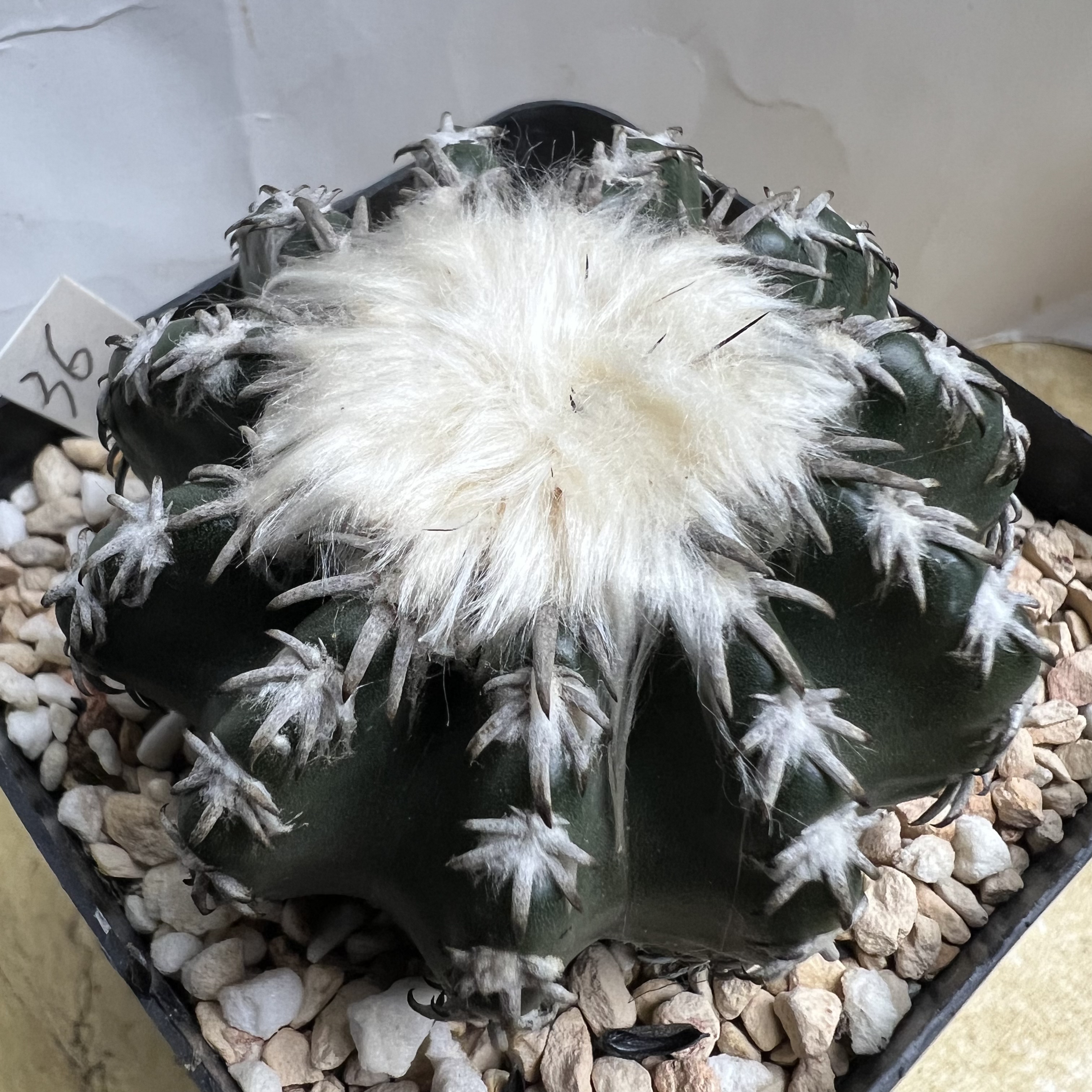 雪顶奇特球实生仙人球块根多肉植物绿植盆栽花卉龙舌兰