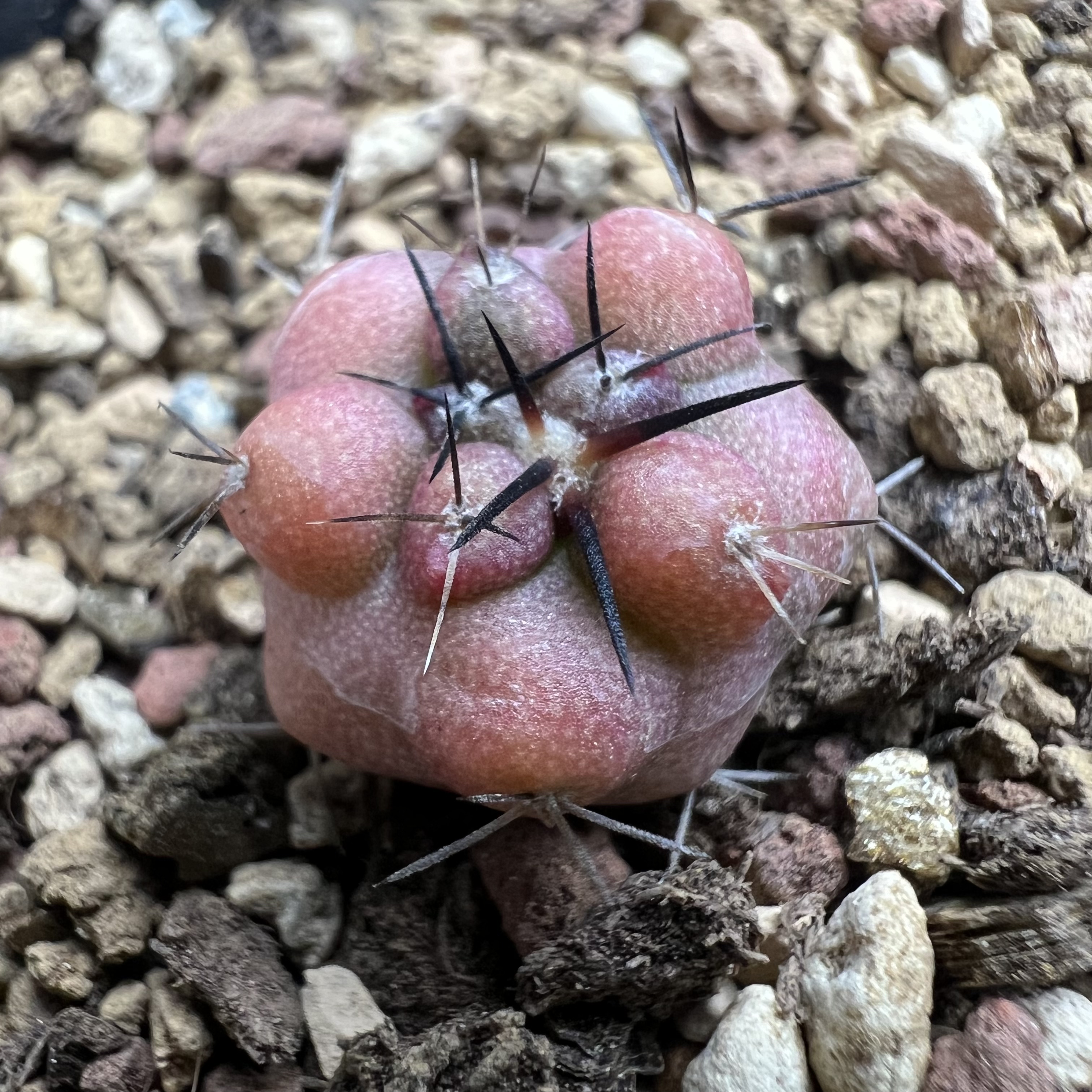 海龙玉锦龙爪实生防辐射仙人球块根多肉植物绿植盆栽