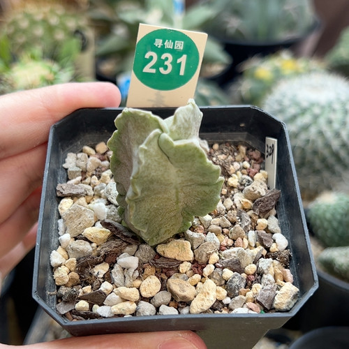 1卡萨白沙龙3.2cm