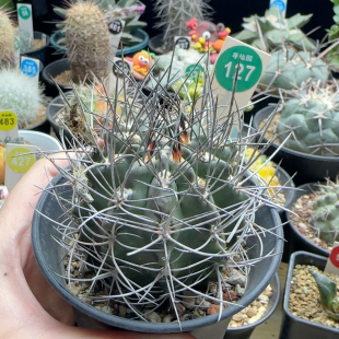 2实生狂刺素妆玉6.3cm