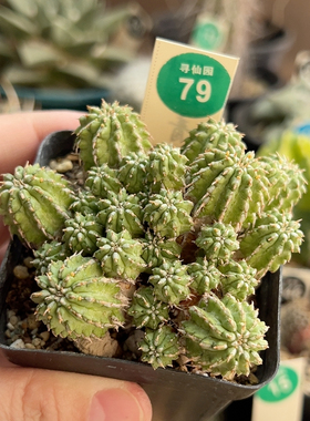 22丰收大戟群一棵