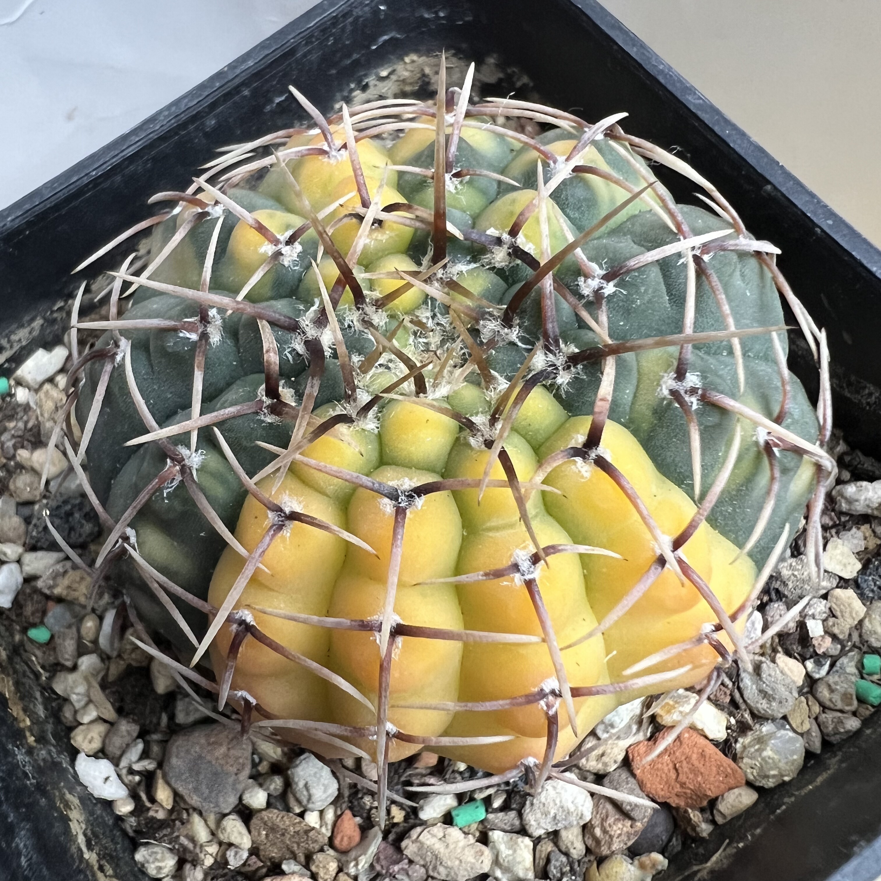 优选刺守殿玉锦实生防辐射仙人球块根多肉植物绿植盆栽花卉