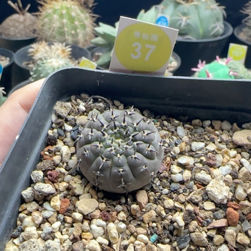 24实生短豪刺黑刺凤头3cm