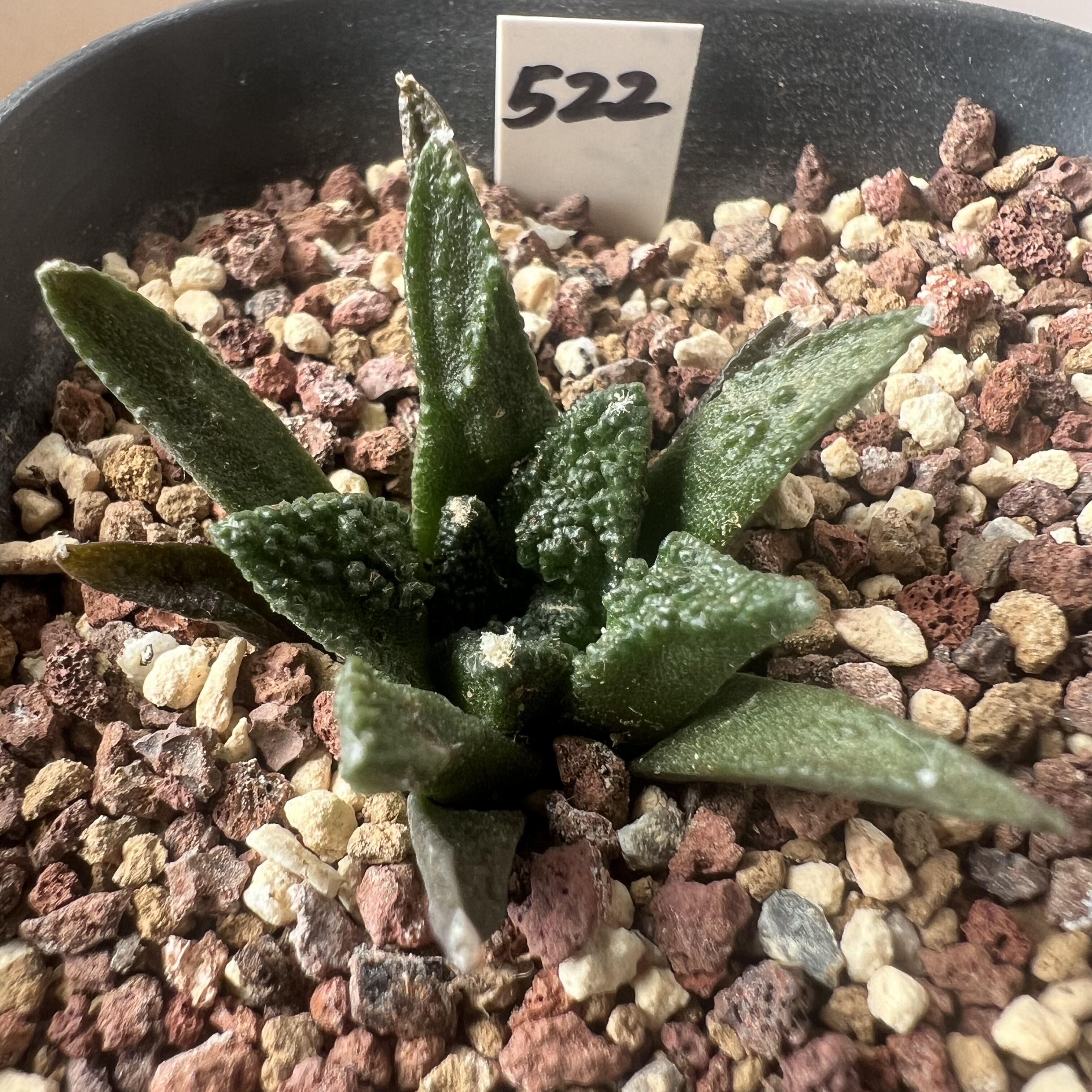 大疣辛顿牡丹实生防辐射仙人球块根多肉植物绿植盆栽龙舌兰