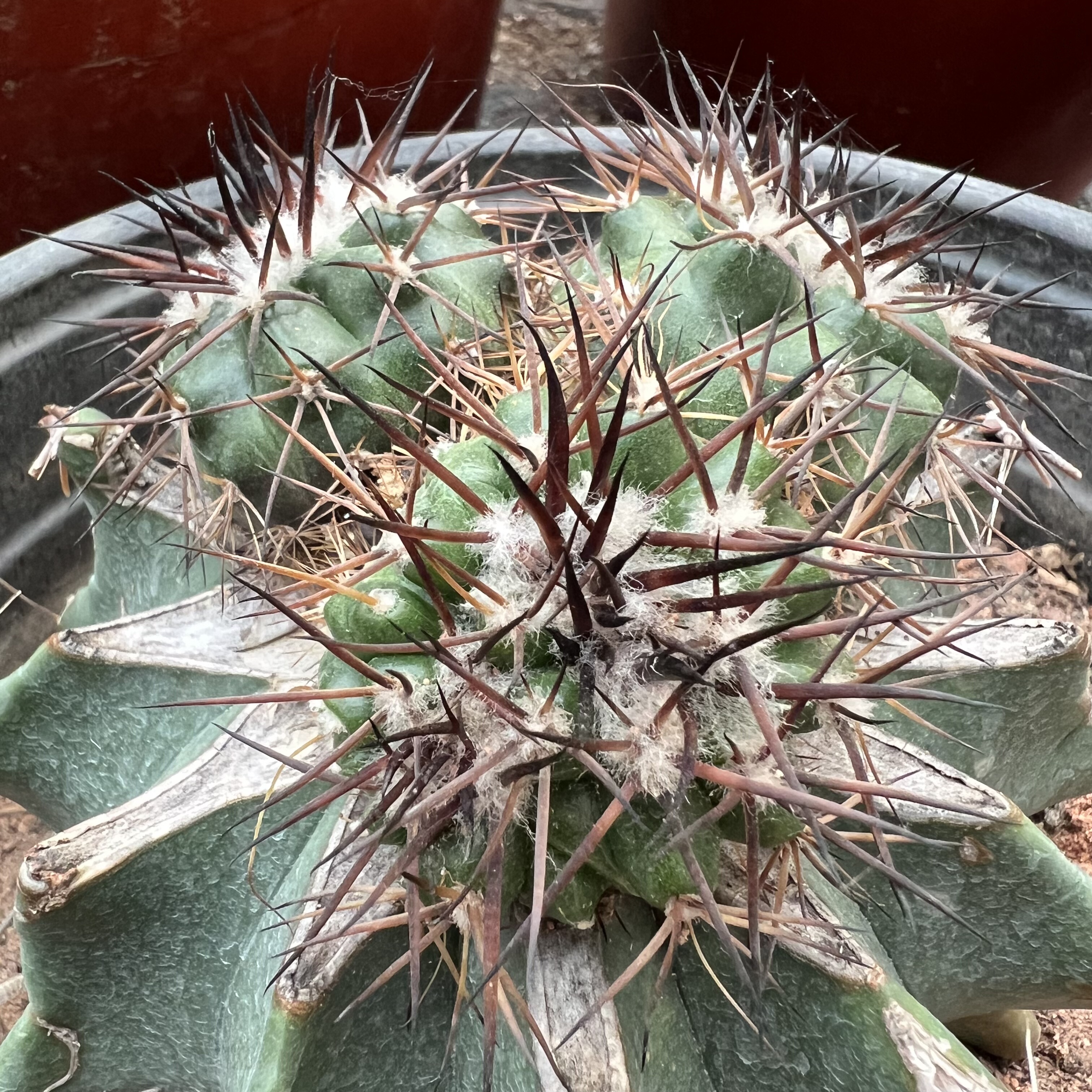 黑刺铃木缀化老巨鹫玉嫁接防辐射仙人球多肉植物绿植花卉龙舌兰