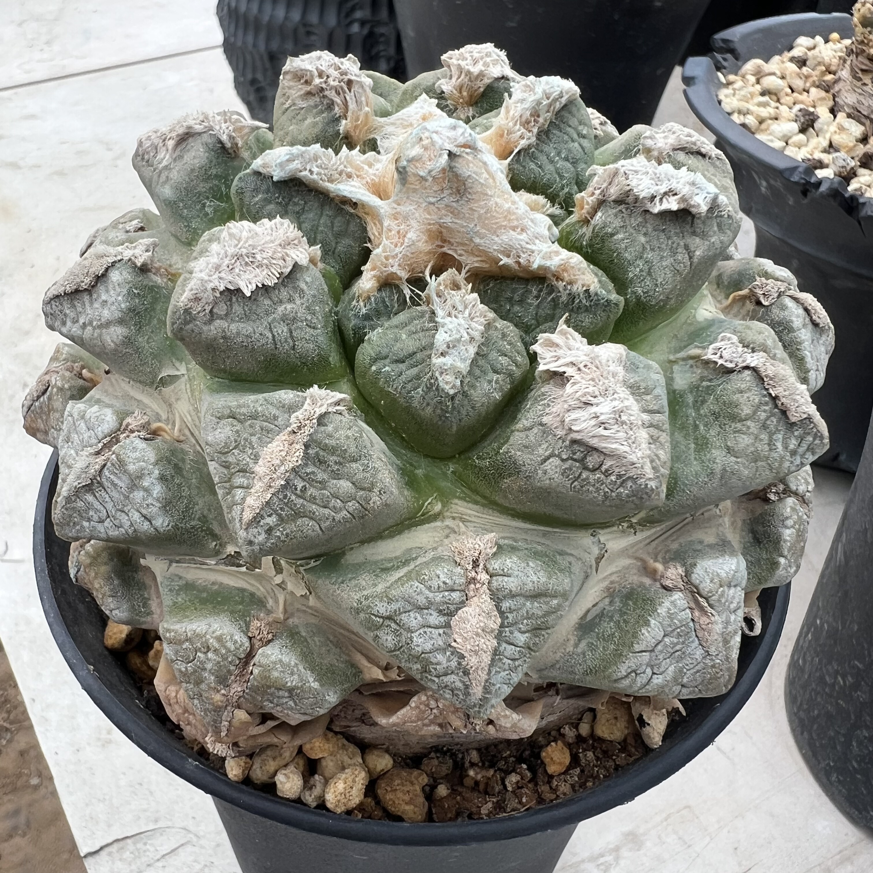 输入产地连山牡丹实生仙人球块根多肉植物绿植盆栽花卉龙舌兰卧牛
