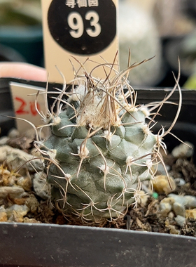 22实生狂刺娇丽2.9cm