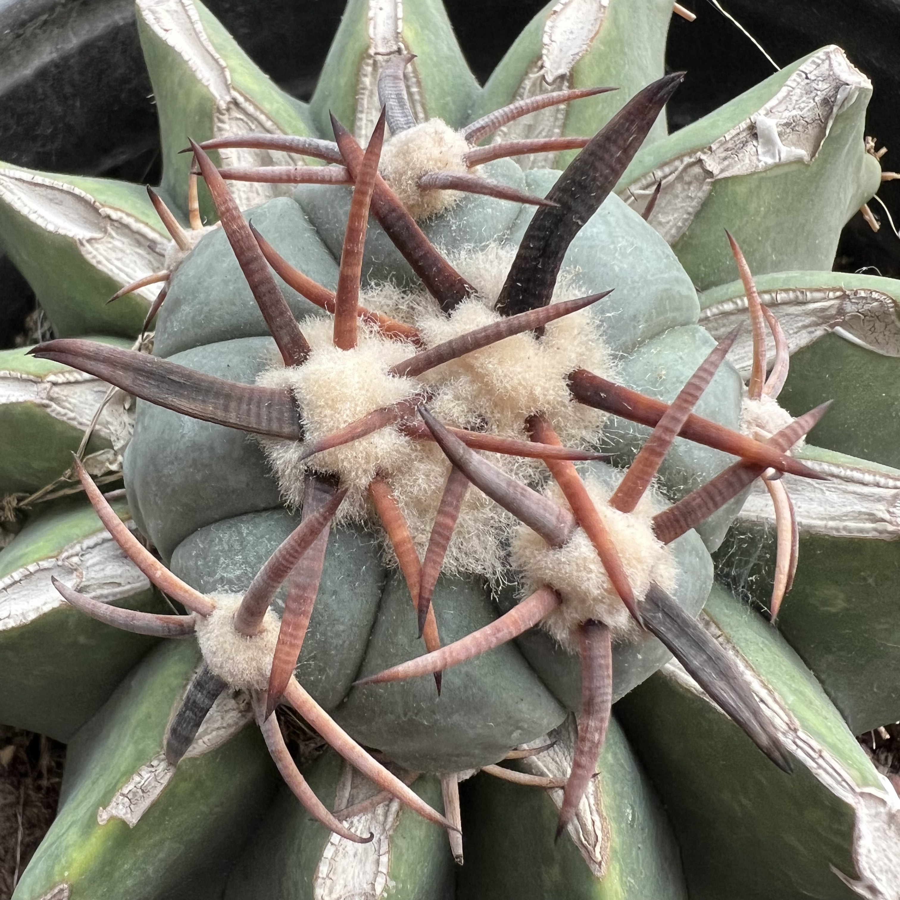 割刺雷帝老巨鹫玉嫁接防辐射仙人球多肉植物绿植花卉龙舌兰