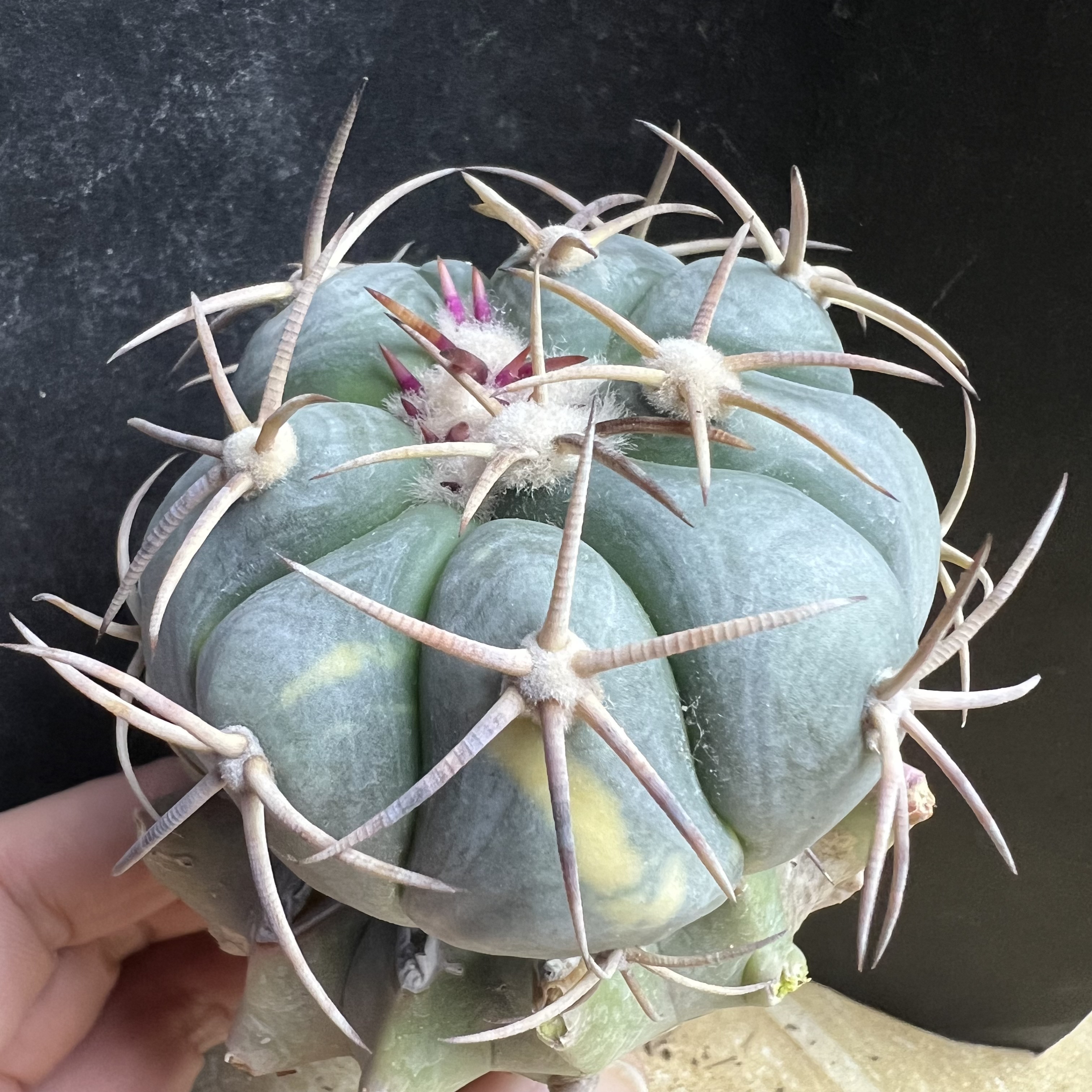 花王平丸锦巨鸠嫁接防辐射仙人球块根多肉植物绿植盆栽