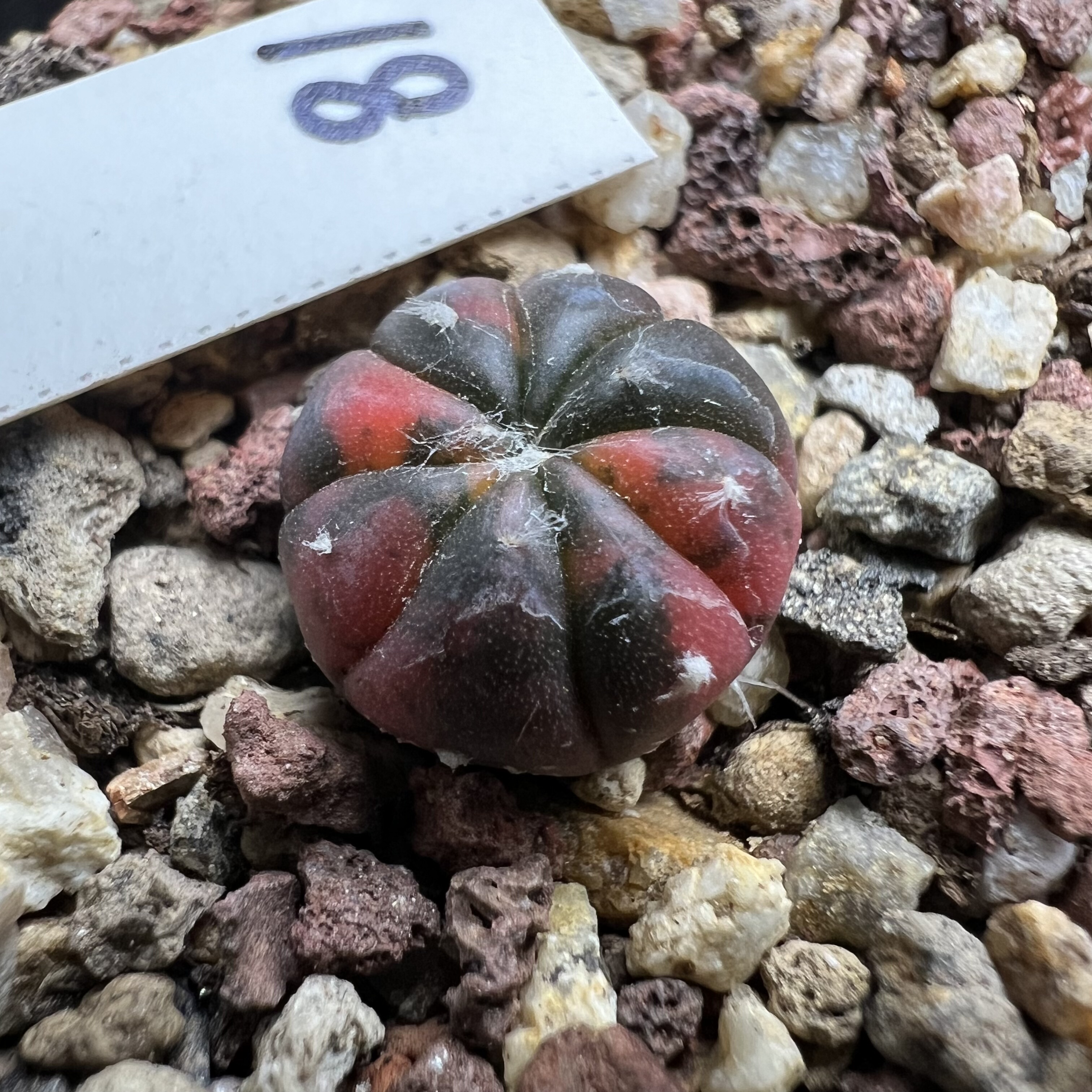 红兜锦实生仙人球块根多肉植物绿植盆栽花卉龙舌兰卧牛