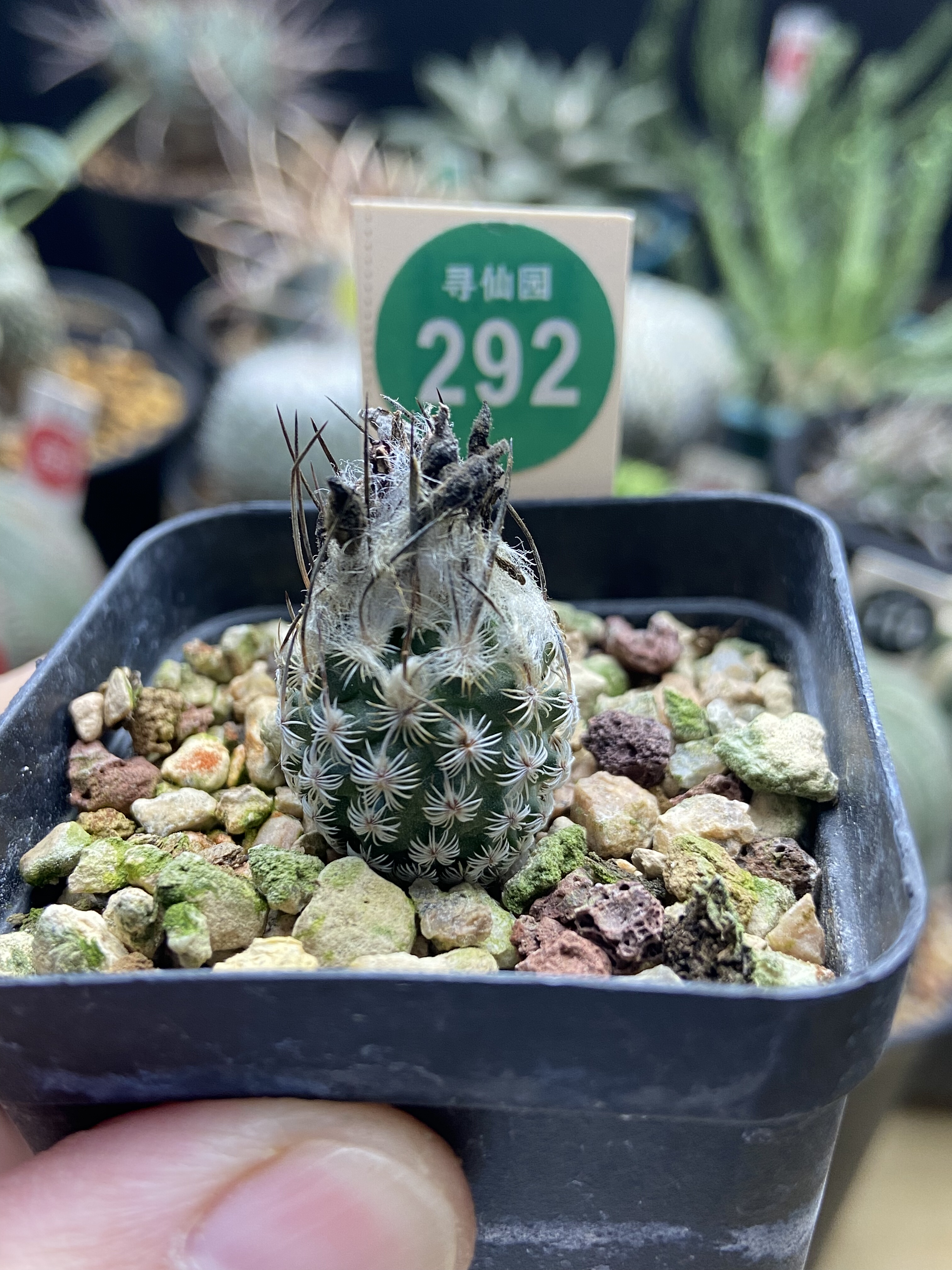 9实生母本迪克森娇丽1.9cm