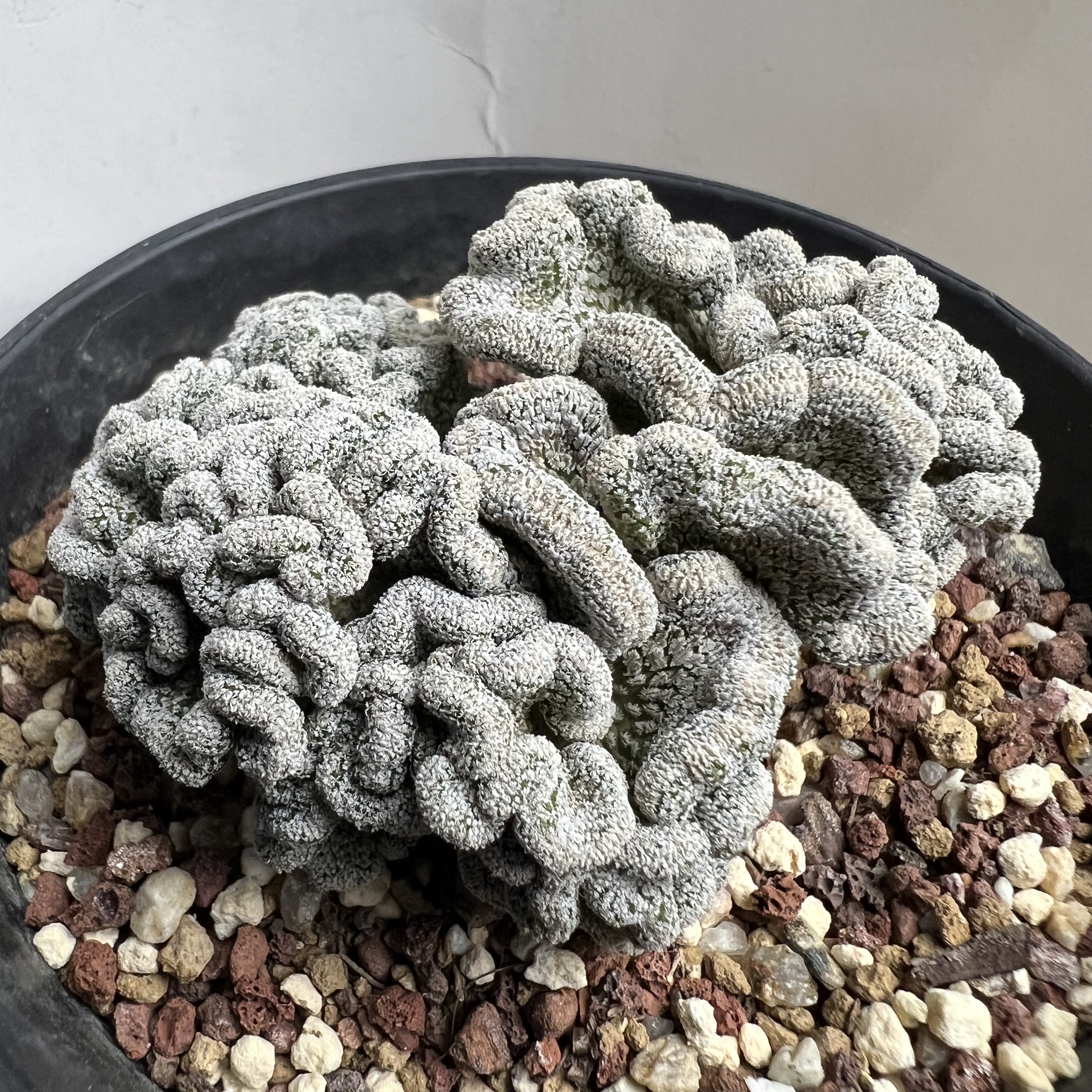 萝卜根精巧丸脑花缀仙人球块根多肉植物绿植盆栽花卉龙舌兰