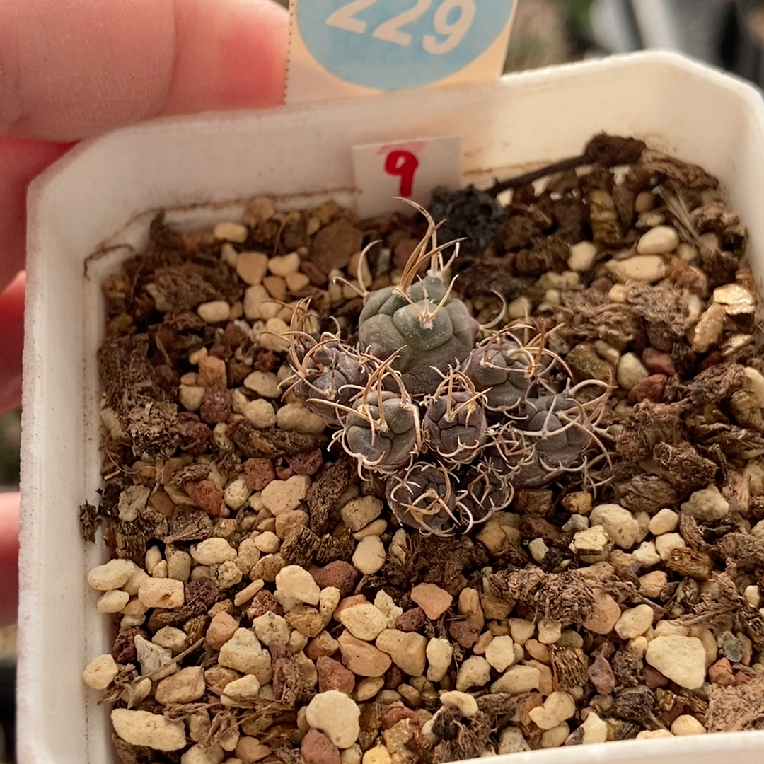 21实生十一头牙城丸娇丽群一颗