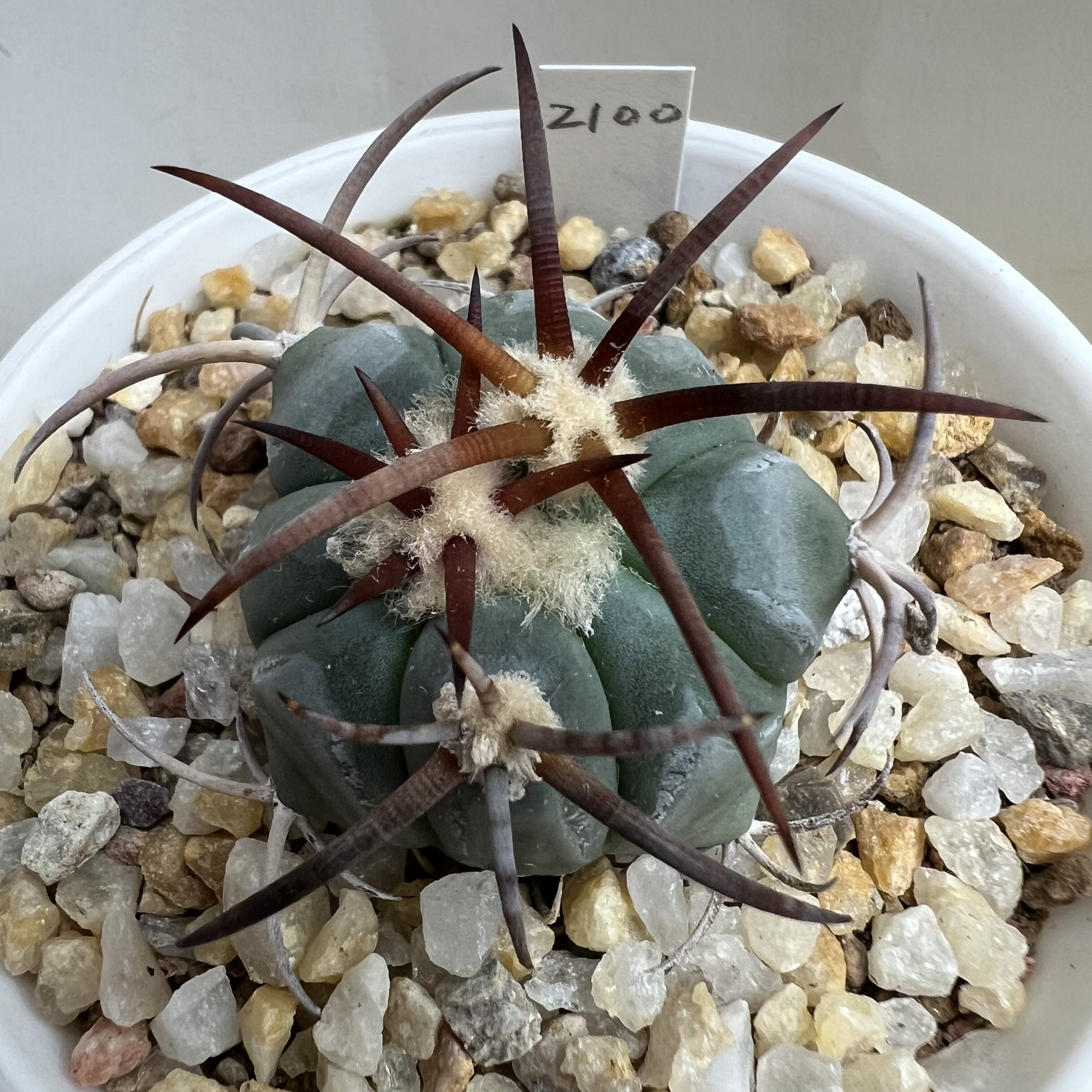 狂刺花王平丸实生防辐射仙人球块根多肉植物绿植盆栽花卉