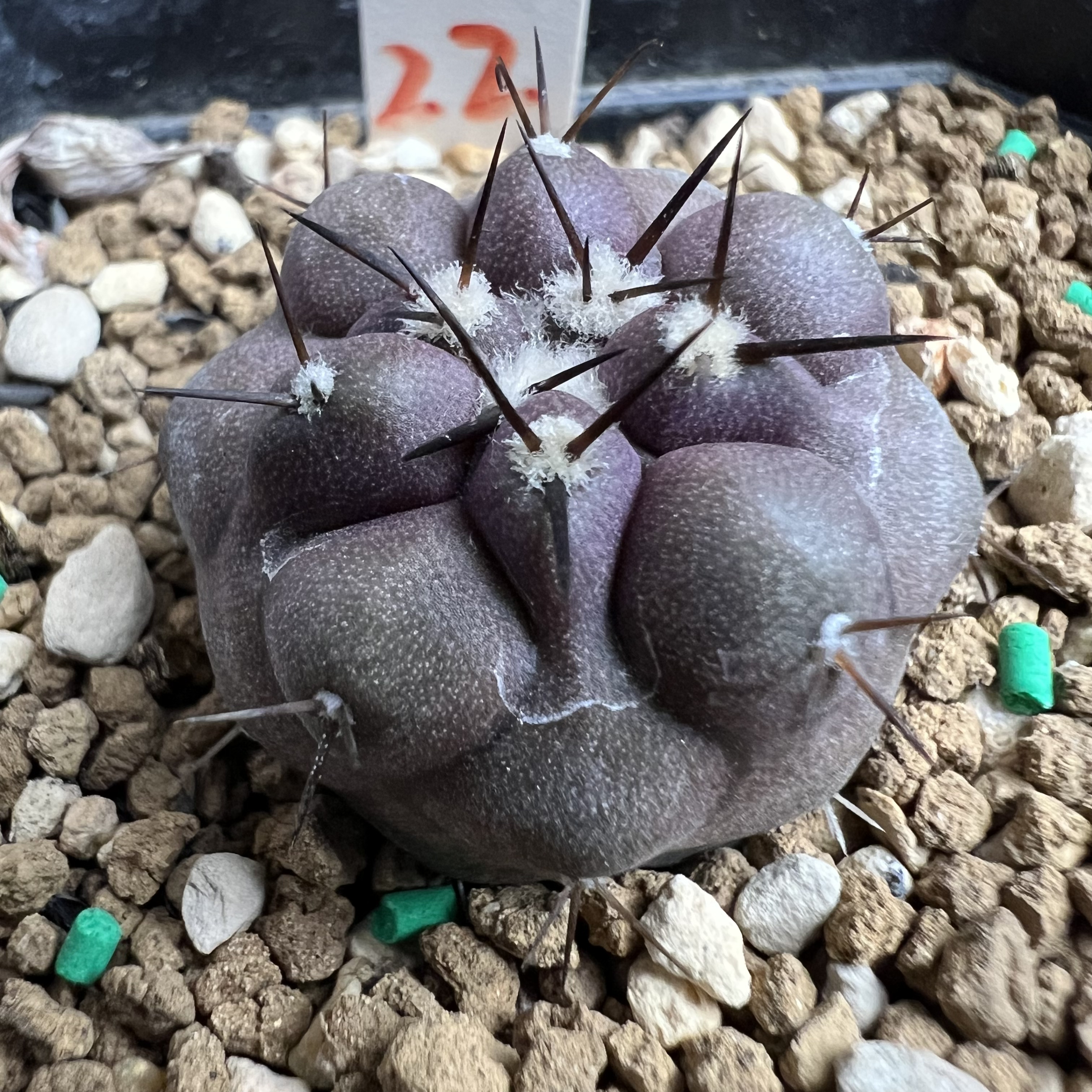 选拔紫肌短豪刺黑王丸实生龙爪仙人球块根多肉植物绿植盆栽花卉