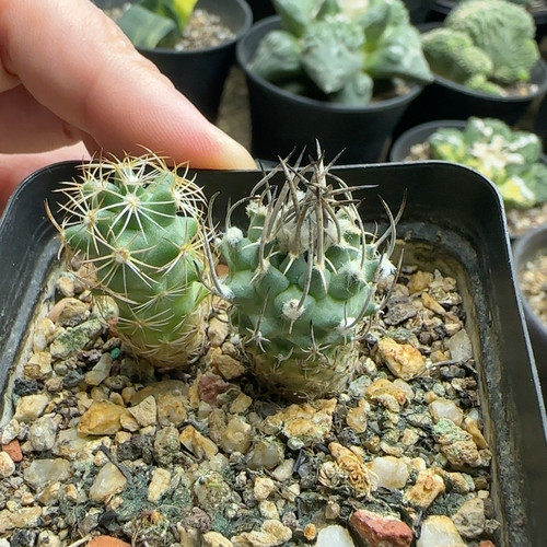 直刺升龙丸实生2厘米送旁边那个