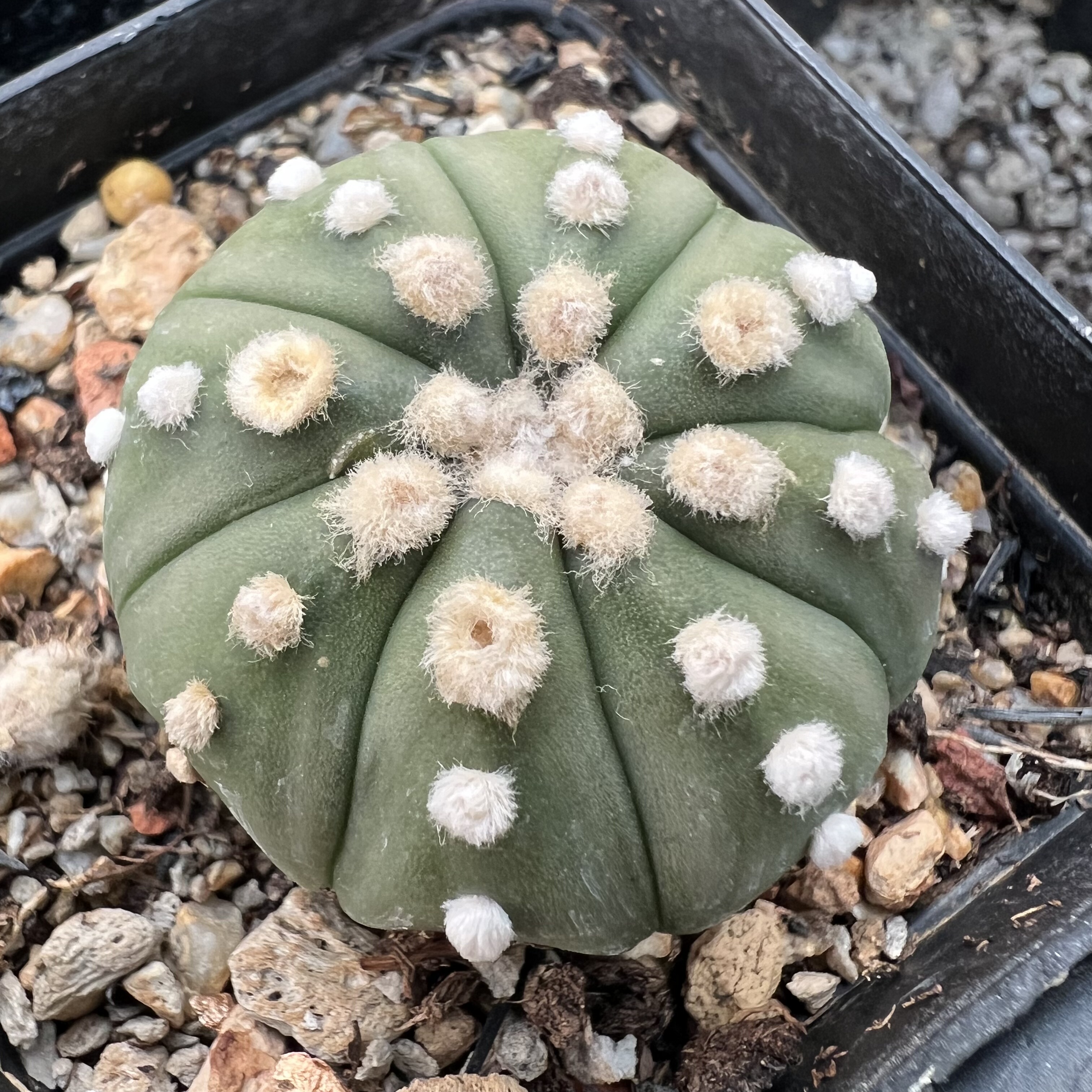 大疣高绒琉璃兜实生仙人球块根多肉植物绿植盆栽花卉龙舌兰