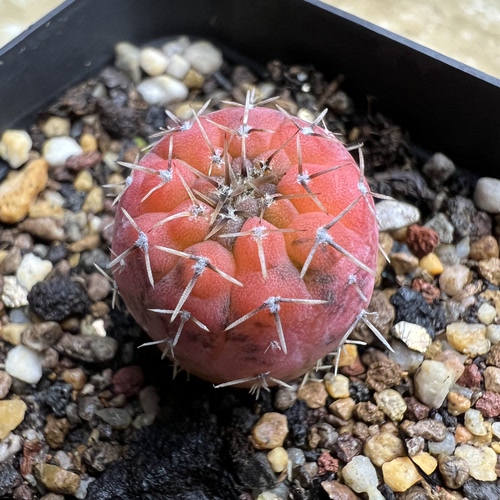 水晶刺怪龙丸锦仙人球块根多肉植物绿植盆栽花卉龙舌兰