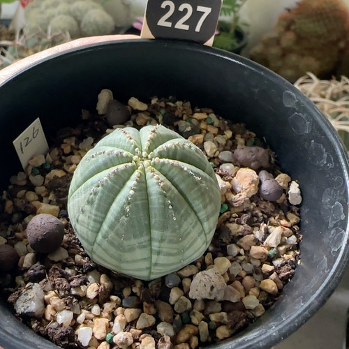 26实生白肌神玉布纹球3.5cm