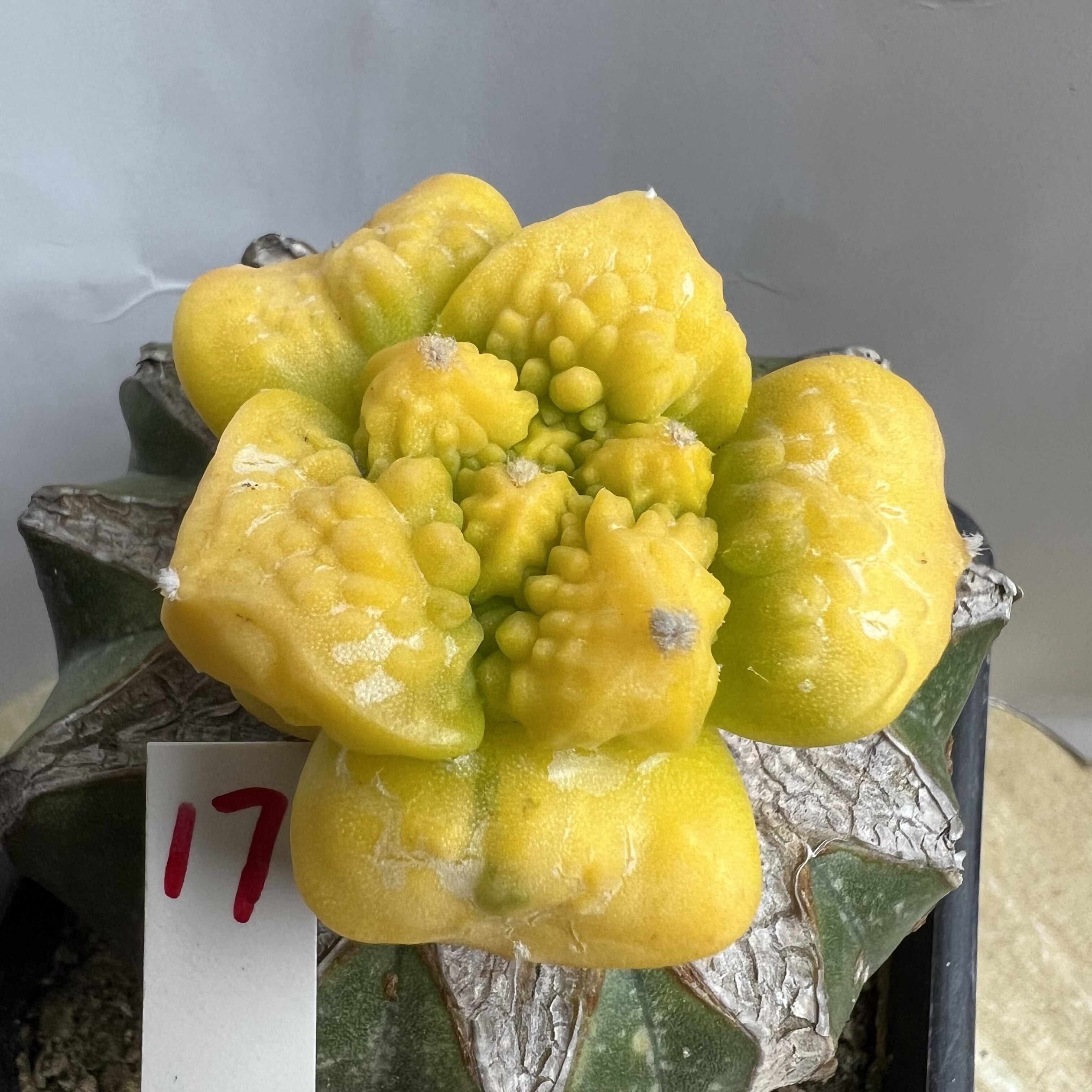 怒涛牡丹锦仙人球块根多肉植物绿植盆栽花卉龙舌兰卧牛